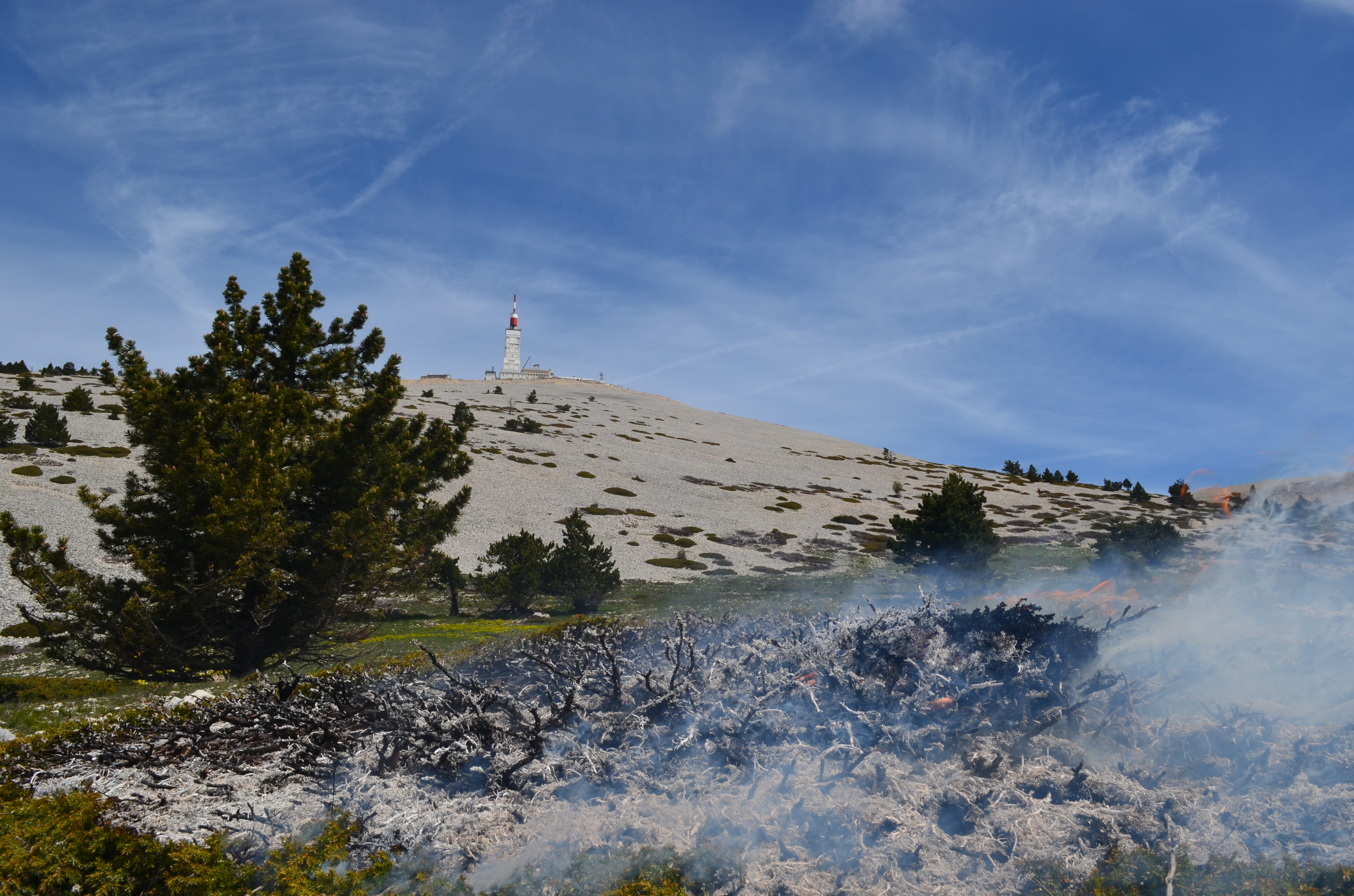 Brûlage de Genévriers nains - Sommet du Mont Ventoux