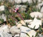 Silene_DSC_6541.jpg