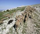 Transhumance_05.jpg