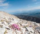 oeillet_ok_DSC_6507.jpg